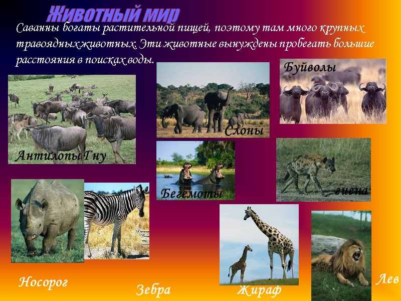 Животный мир Антилопы Гну Носорог Зебра Жираф Саванны богаты растительной пищей, поэтому там много